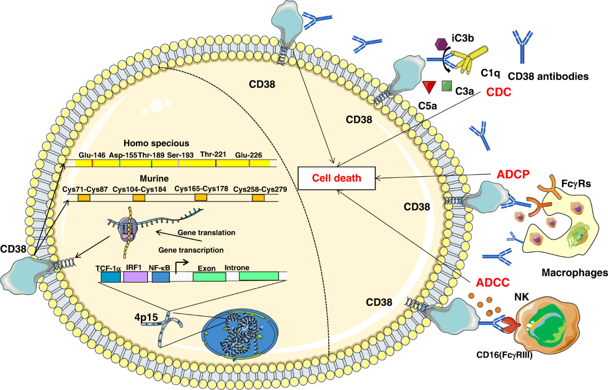 5-amino-1mq and cd38 inhibitor synergy nad+ Evolving roles of metabolism in solid tumour microenvironment Size:Copper Peptide Bundle ( 1 gram GHK+ 1 gram AHK) 5-Amino-1MQ — 10 mg Laboratory Research