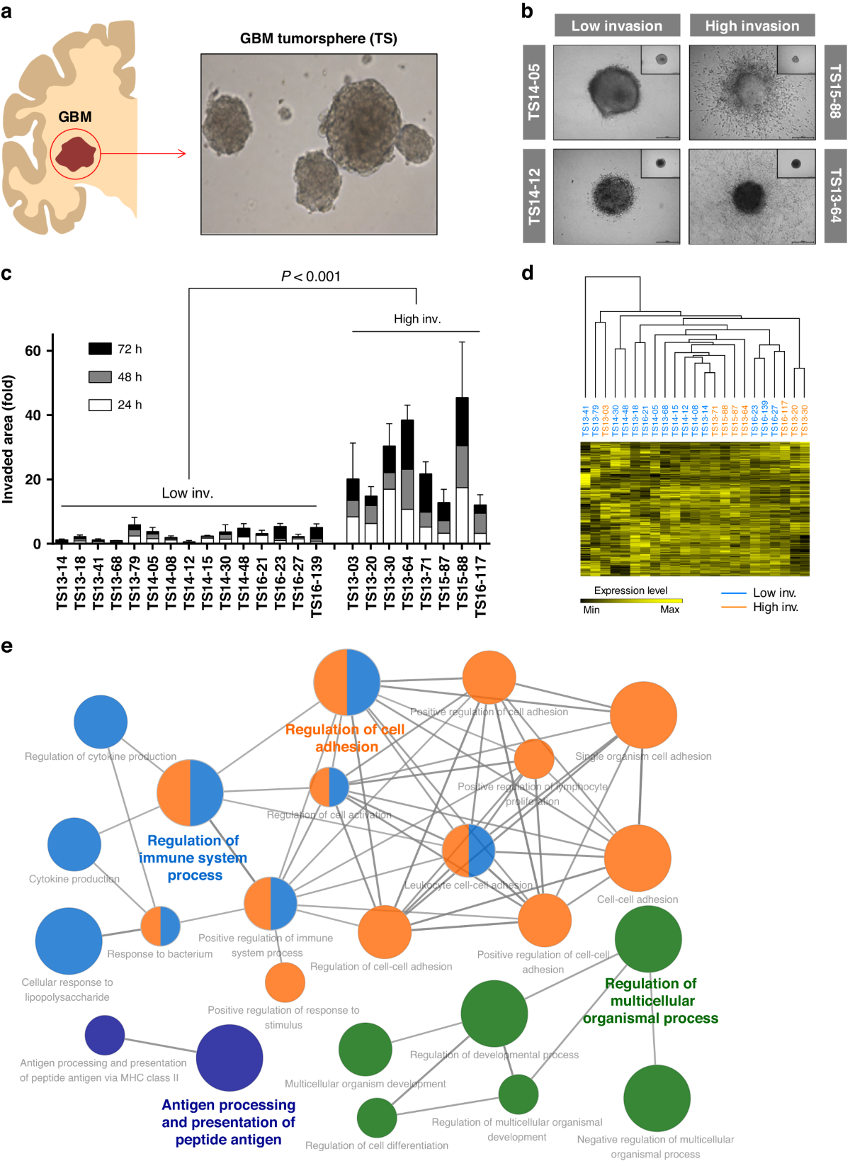 Classification of IDH wild-type glioblastoma tumorspheres into low- and  high-invasion groups based on their transcriptional program | British  Journal of Cancer