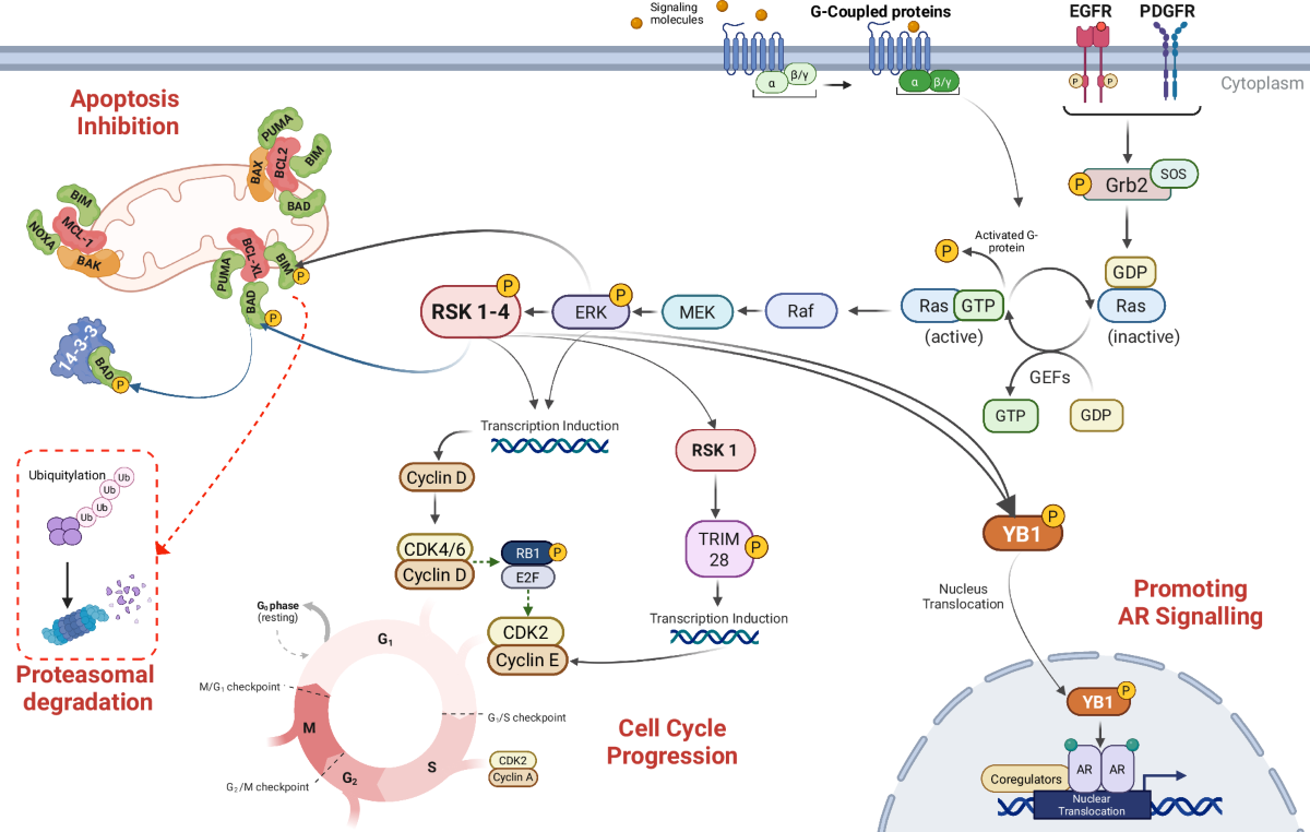 Decoding the Raf-Mek-Erk-Rsk pathway in prostate cancer: from 