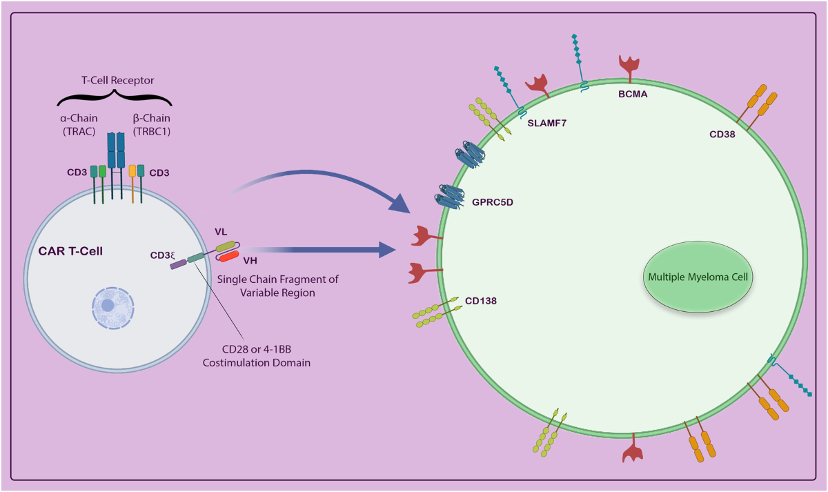 CAR T therapies in multiple myeloma: unleashing the future | Cancer Gene  Therapy