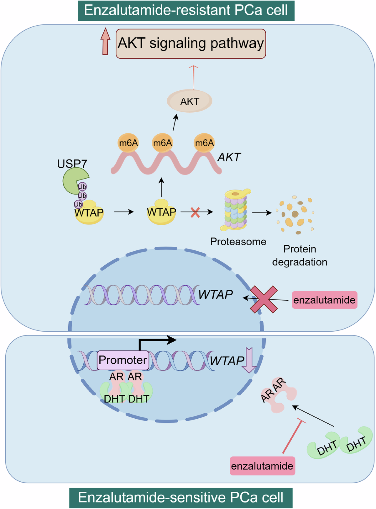 WTAP stabilized by USP7 contributes to enzalutamide resistance in 