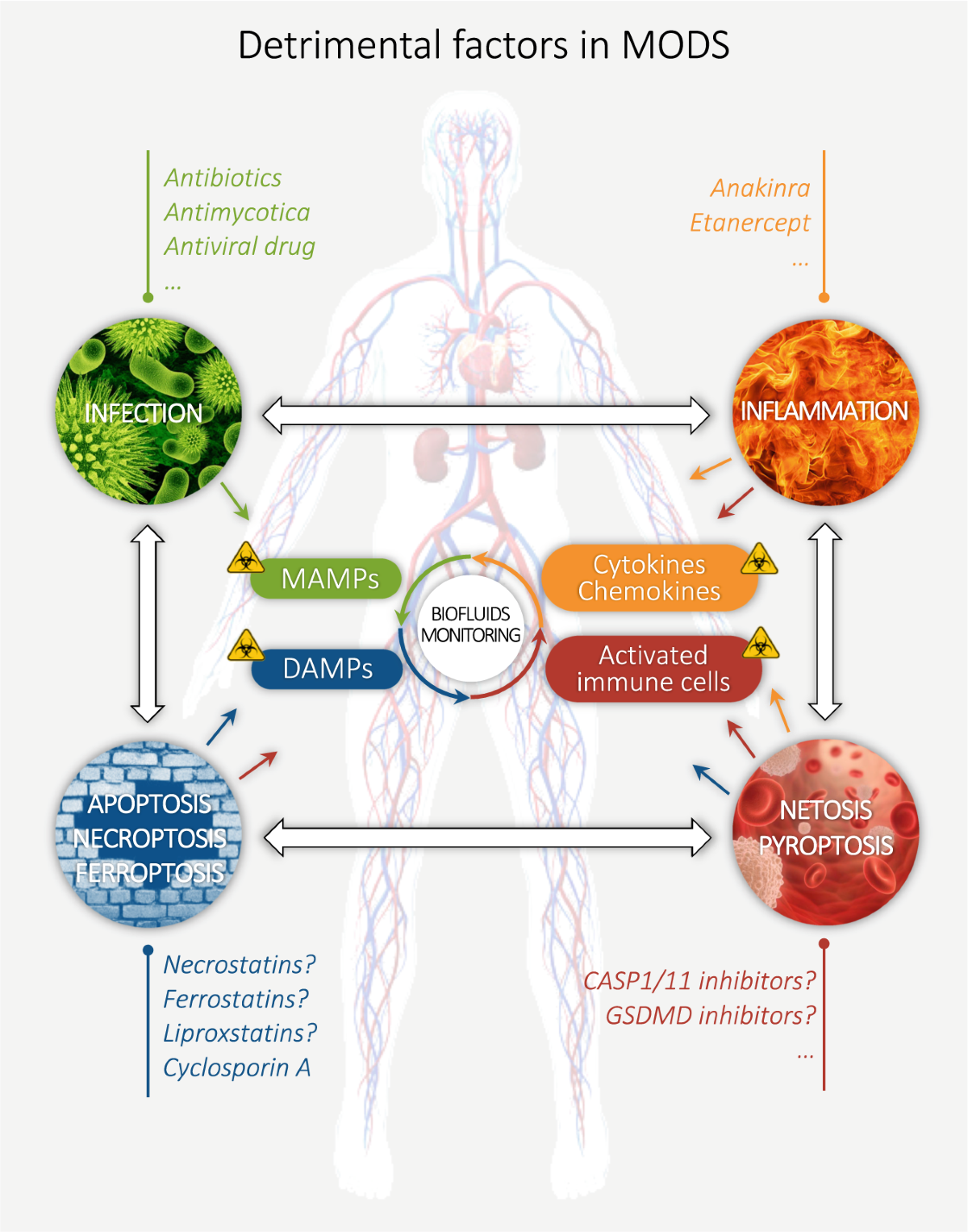 Paving the way for precision medicine v2.0 in intensive care by profiling  necroinflammation in biofluids | Cell Death & Differentiation