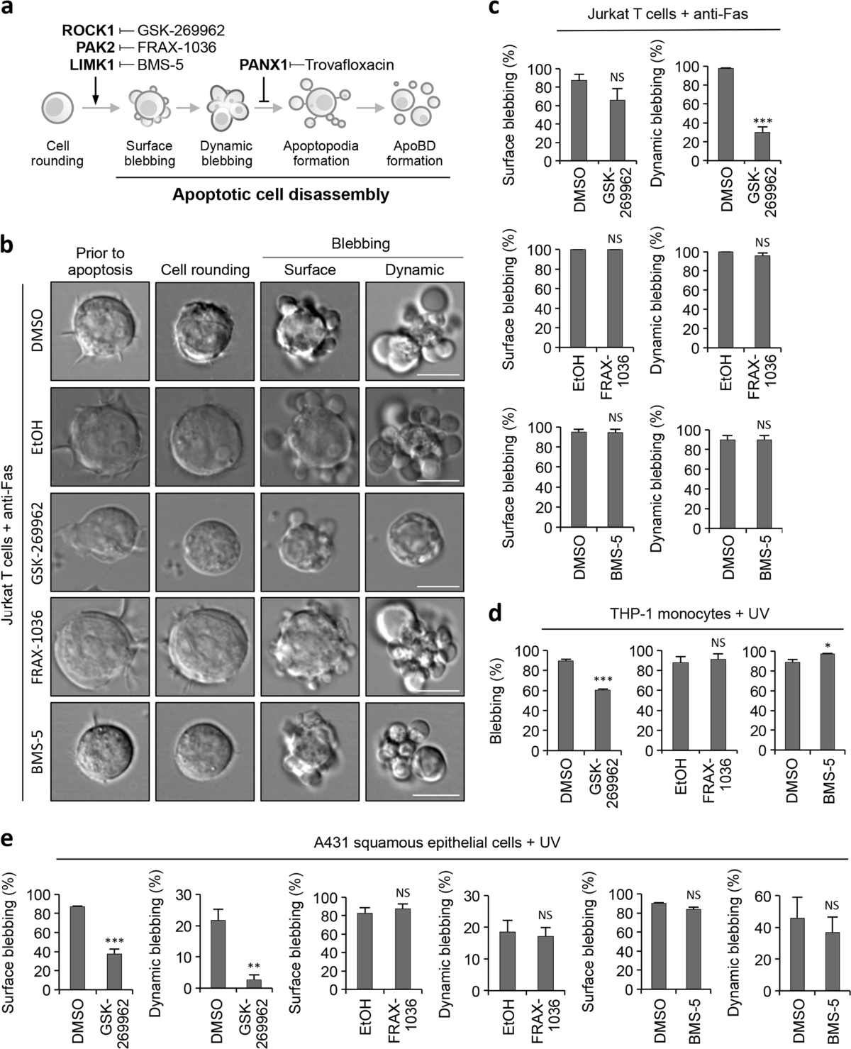 ROCK1 but not LIMK1 or PAK2 is a key regulator of apoptotic membrane  blebbing and cell disassembly