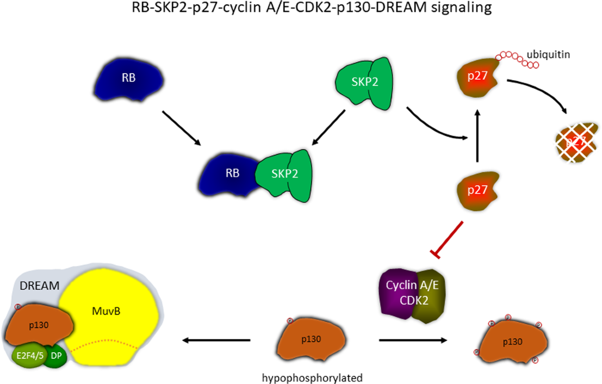 Cell cycle regulation: p53-p21-RB signaling | Cell Death 