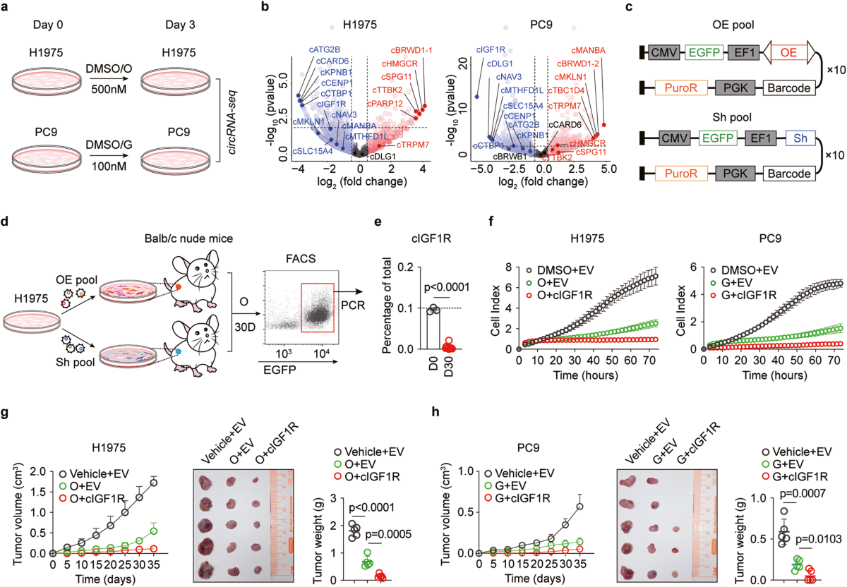 lsm nudes 011 C-IGF1R encoded by cIGF1R acts as a molecular switch to restrict mitophagy  of drug-tolerant persister tumour cells in non-small cell lung cancer |  Cell Death & Differentiation