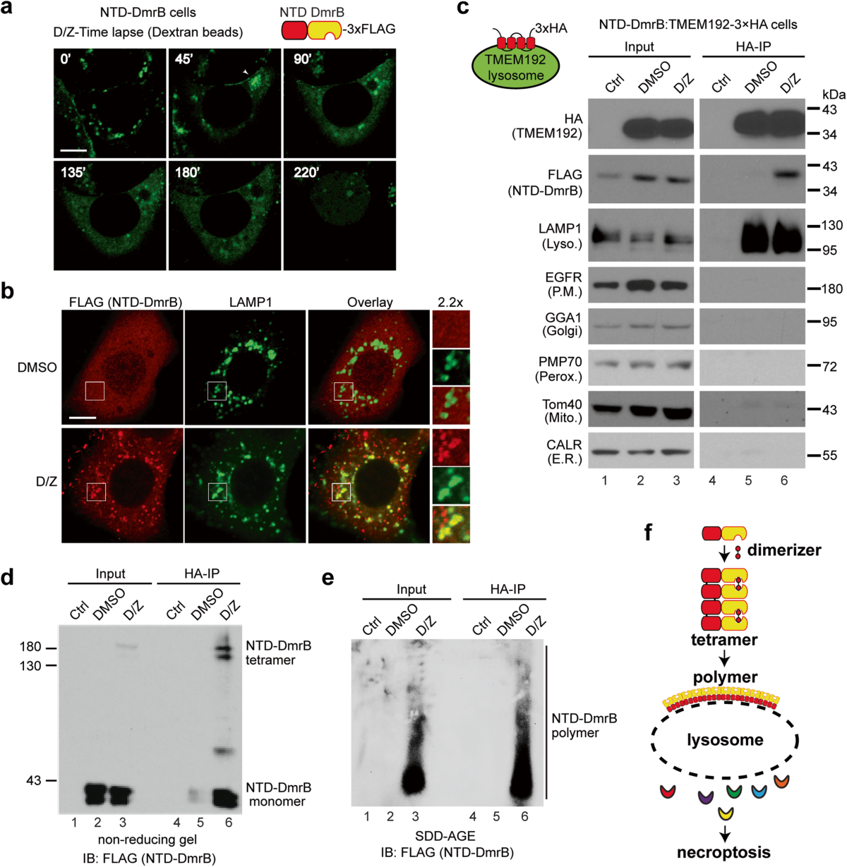 MLKL polymerization-induced lysosomal membrane permeabilization promotes  necroptosis | Cell Death & Differentiation