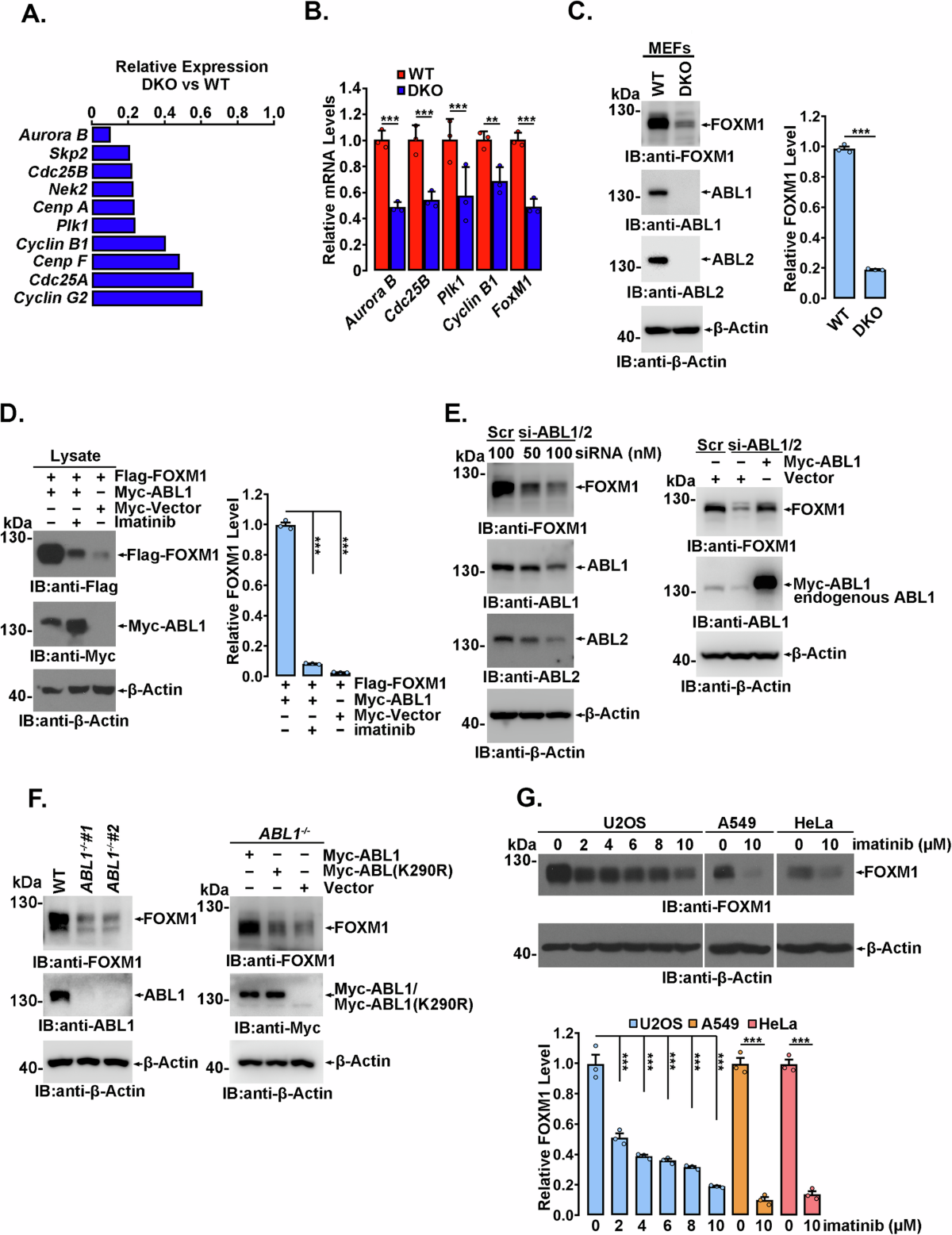 Ls- nude lsm 06 ABL1-mediated phosphorylation promotes FOXM1-related tumorigenicity by  Increasing FOXM1 stability | Cell Death & Differentiation
