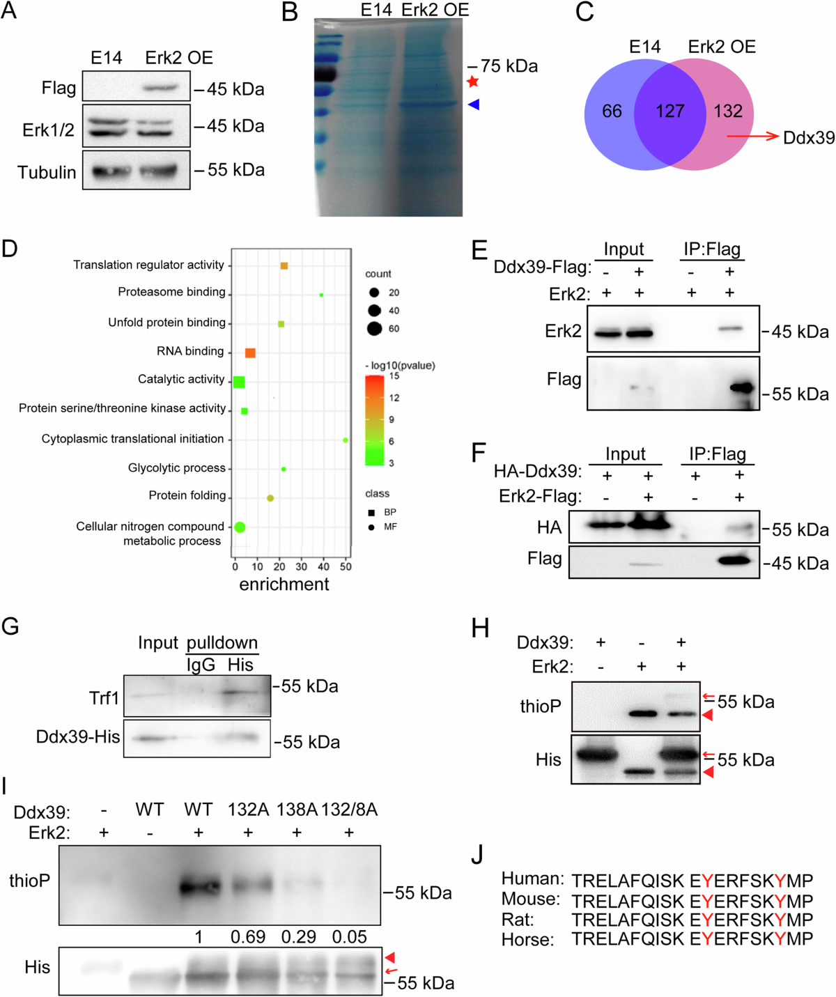 Novel role for Ddx39 in differentiation and telomere length regulation of  embryonic stem cells | Cell Death & Differentiation
