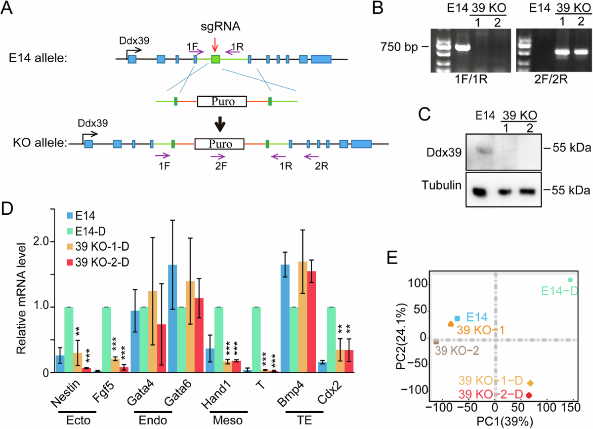Novel role for Ddx39 in differentiation and telomere length regulation of  embryonic stem cells | Cell Death & Differentiation
