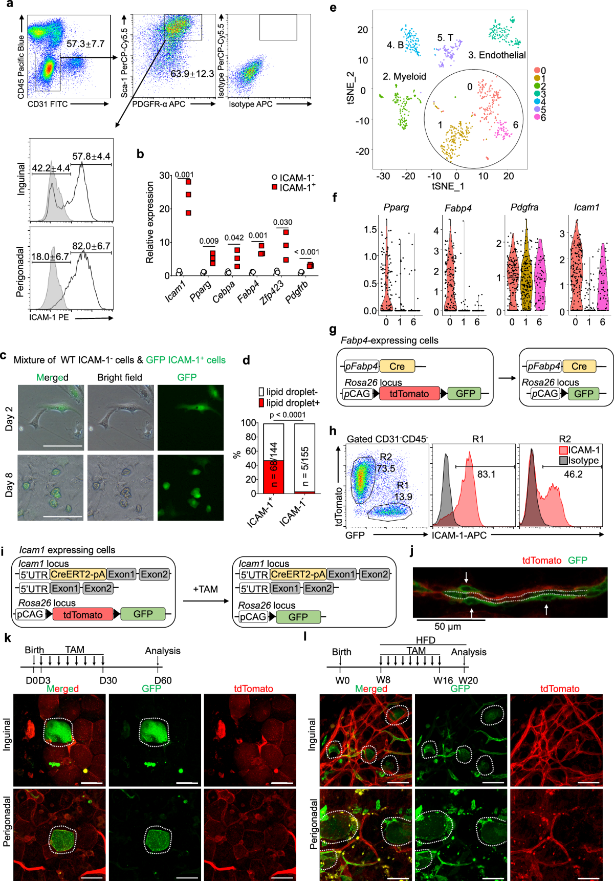 ICAM-1 identifies preadipocytes and restricts white adipogenesis by  adhering immune cells | Cell Death & Differentiation