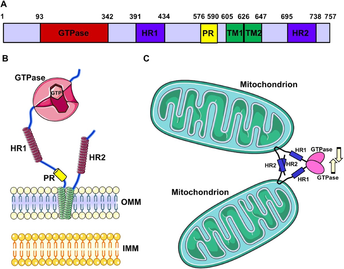 Mitofusin 2: from functions to disease | Cell Death & Disease