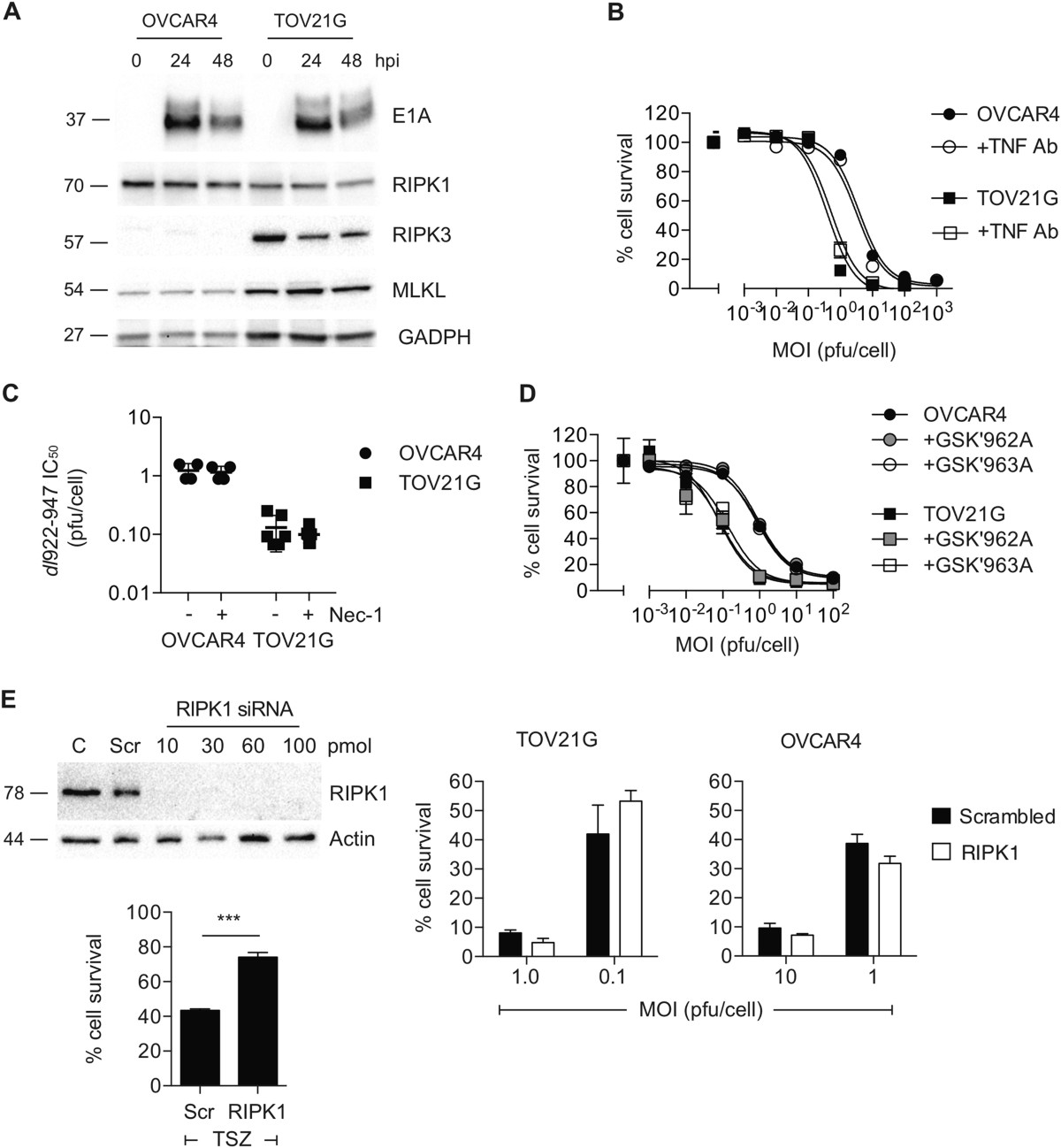 RIPK3 promotes adenovirus type 5 activity | Cell Death & Disease