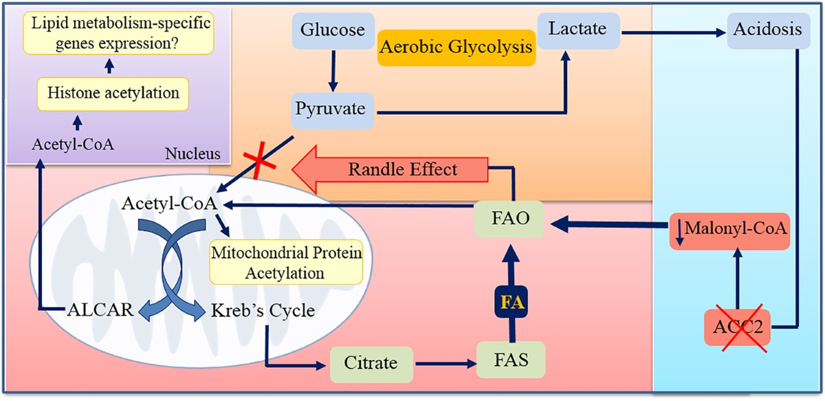 que pasa si tomo l carnitina title L-Carnitina: Mitos vs. Realidades  Sabas que la L-Carnitina  realmente no sirve para quemar grasa o como pre entreno?  Aunque se ha  popularizado en suplementos deportivos, su verdadero poder est