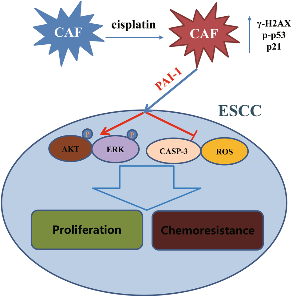 Cisplatin-activated PAI-1 secretion in the cancer-associated fibroblasts  with paracrine effects promoting esophageal squamous cell carcinoma  progression and causing chemoresistance | Cell Death & Disease