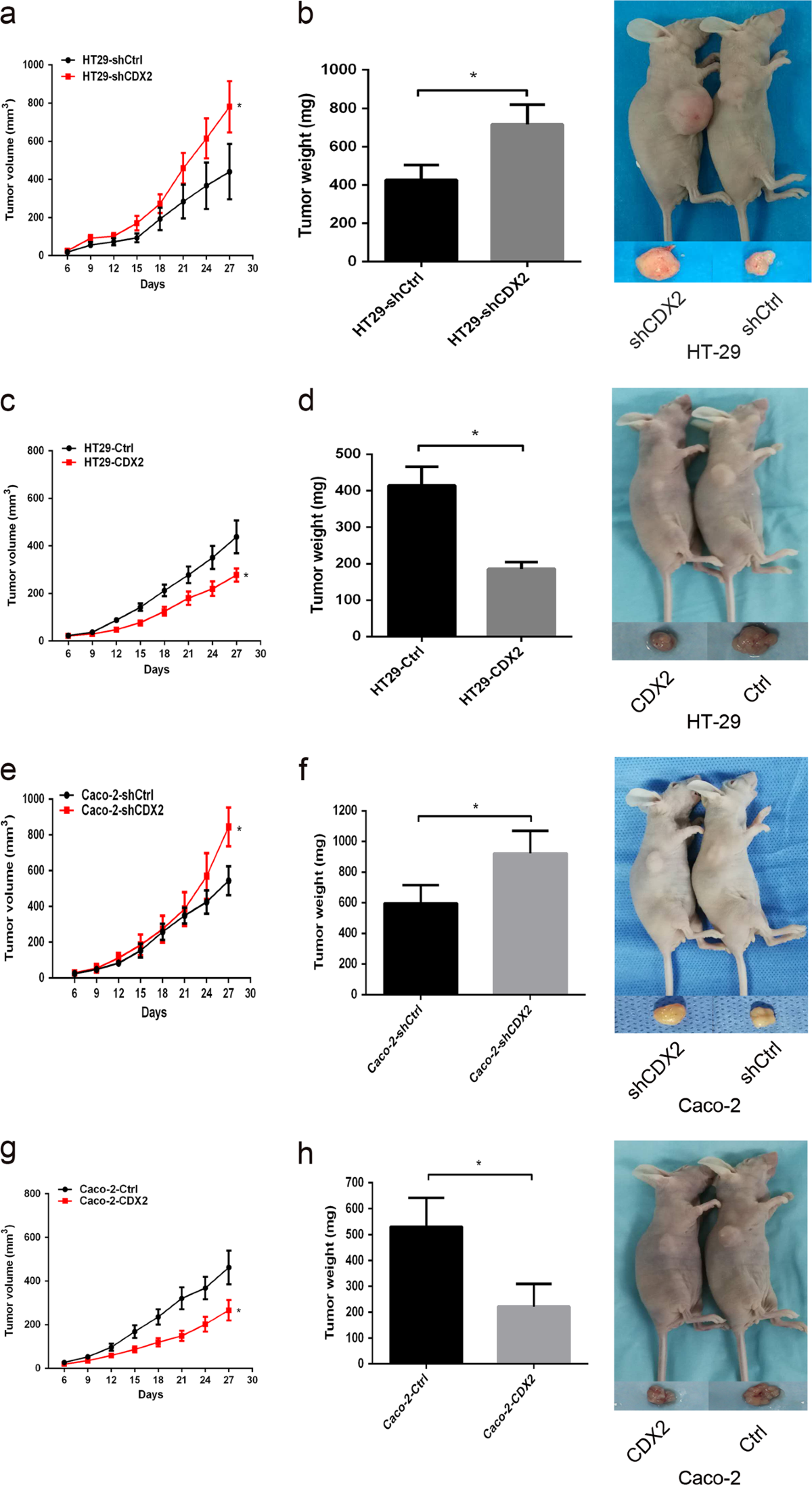 Age progression nude CDX2 inhibits the proliferation and tumor formation of colon cancer cells  by suppressing Wnt/β-catenin signaling via transactivation of GSK-3β and  Axin2 expression | Cell Death & Disease