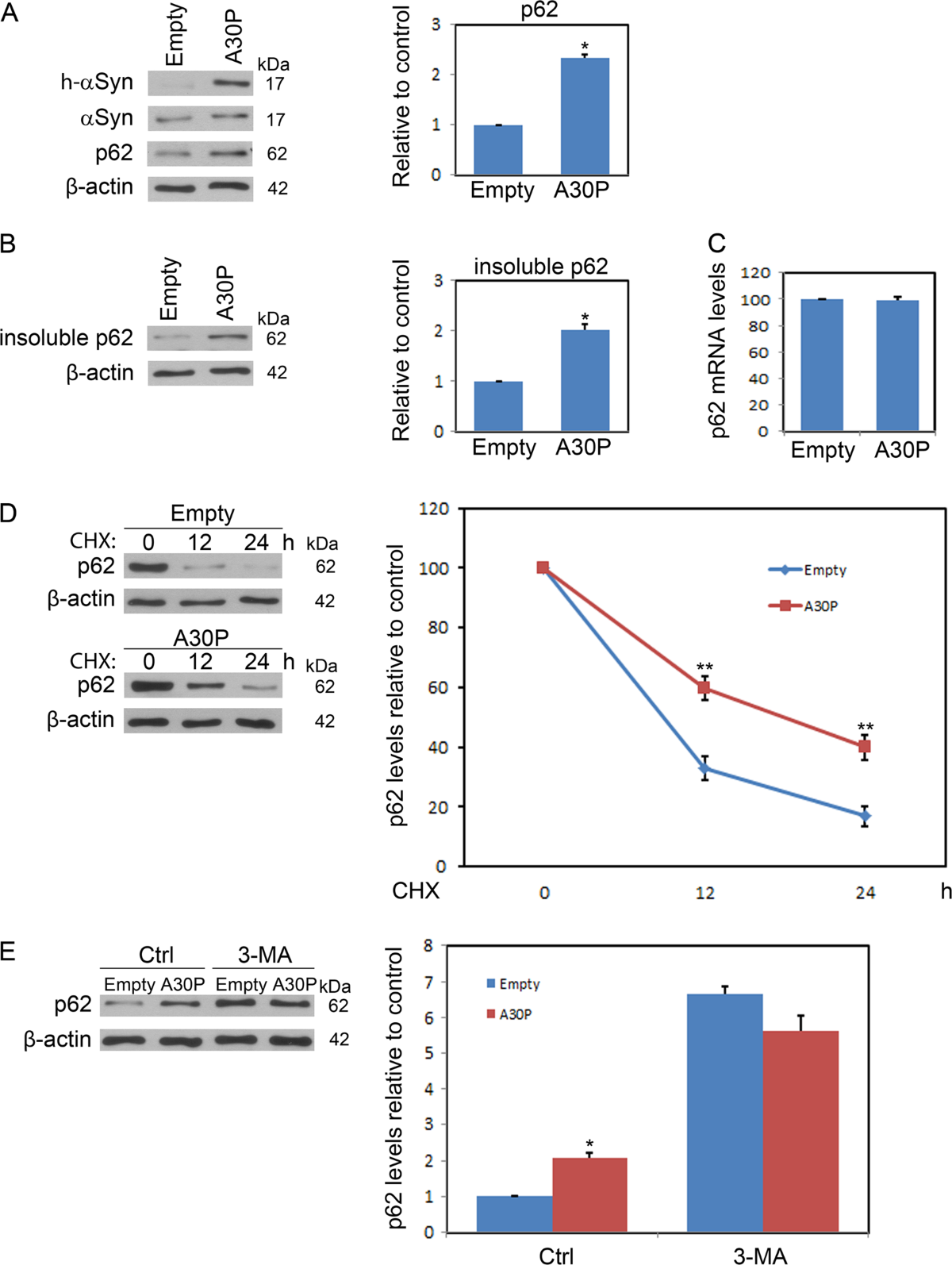 A30P mutant α-synuclein impairs autophagic flux by inactivating JNK signaling to enhance ZKSCAN3 activity in midbrain dopaminergic neurons Cell Death & Disease