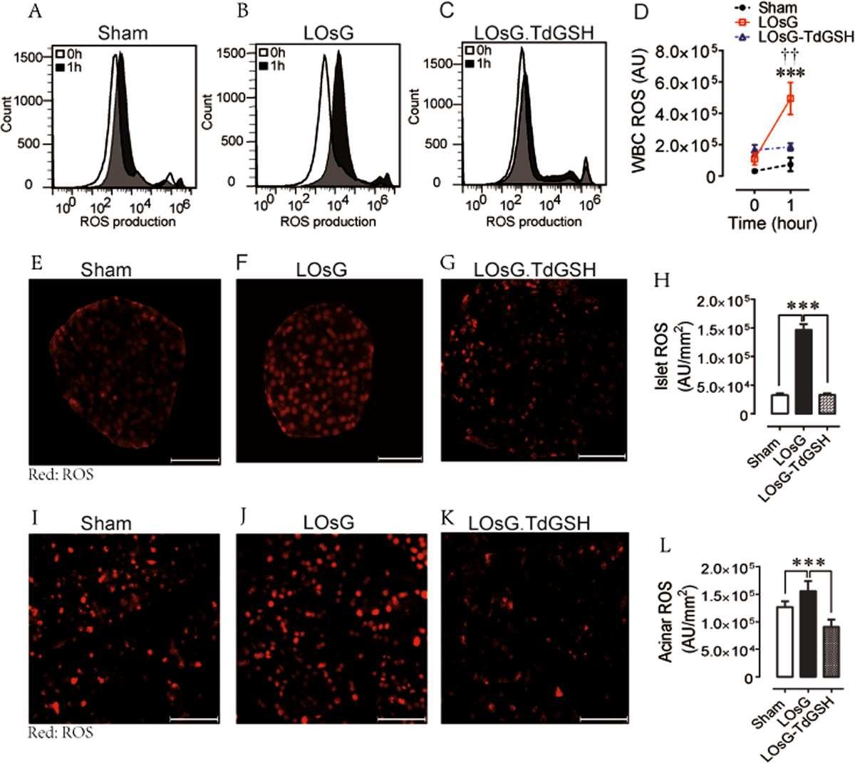 Glutathione prevents chronic oscillating glucose intake-induced -cell dedifferentiation and failure | Cell Death & Disease Glutathione prevents chronic oscillating glucose intake-induced -cell dedifferentiation and failure | Cell Death & Disease