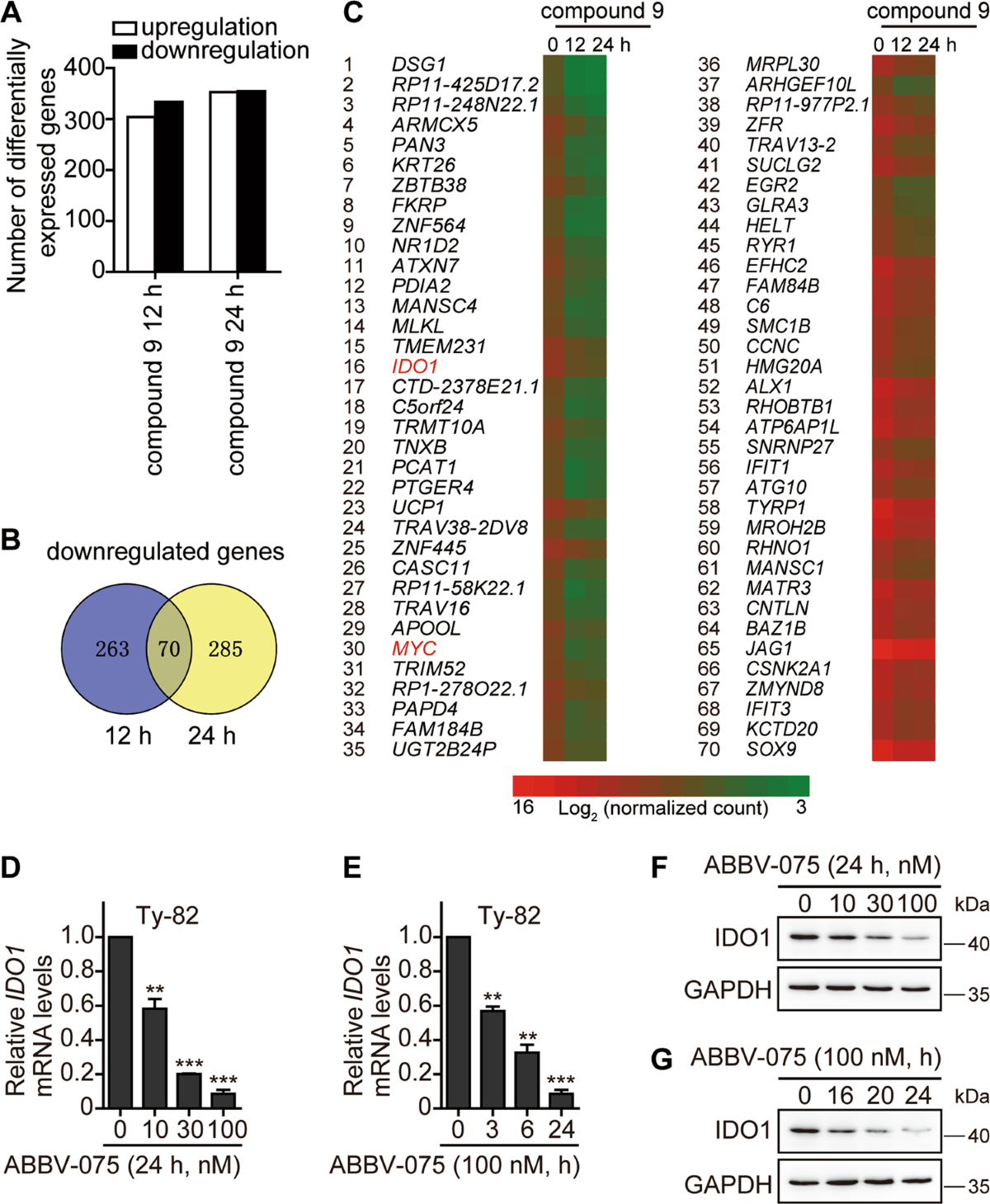 1bet casino biztonsági diagram