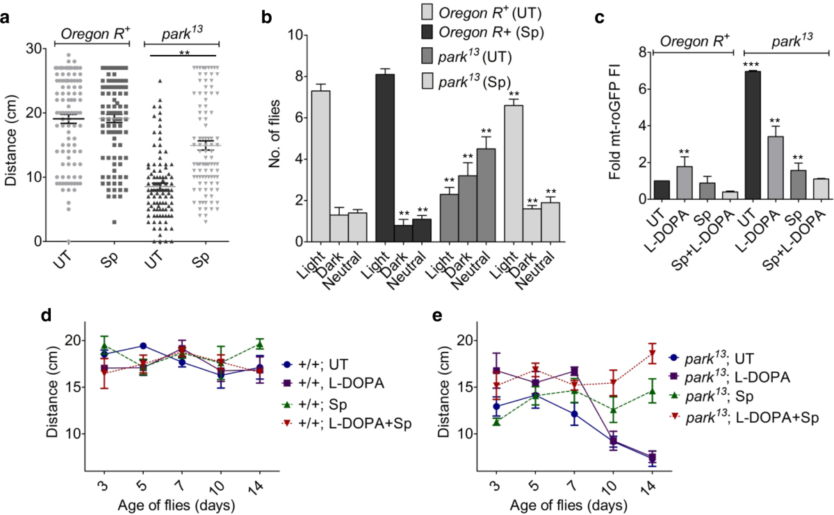 Enhanced accumulation of reduced glutathione by Scopoletin improves  survivability of dopaminergic neurons in Parkinson's model | Cell Death &  Disease