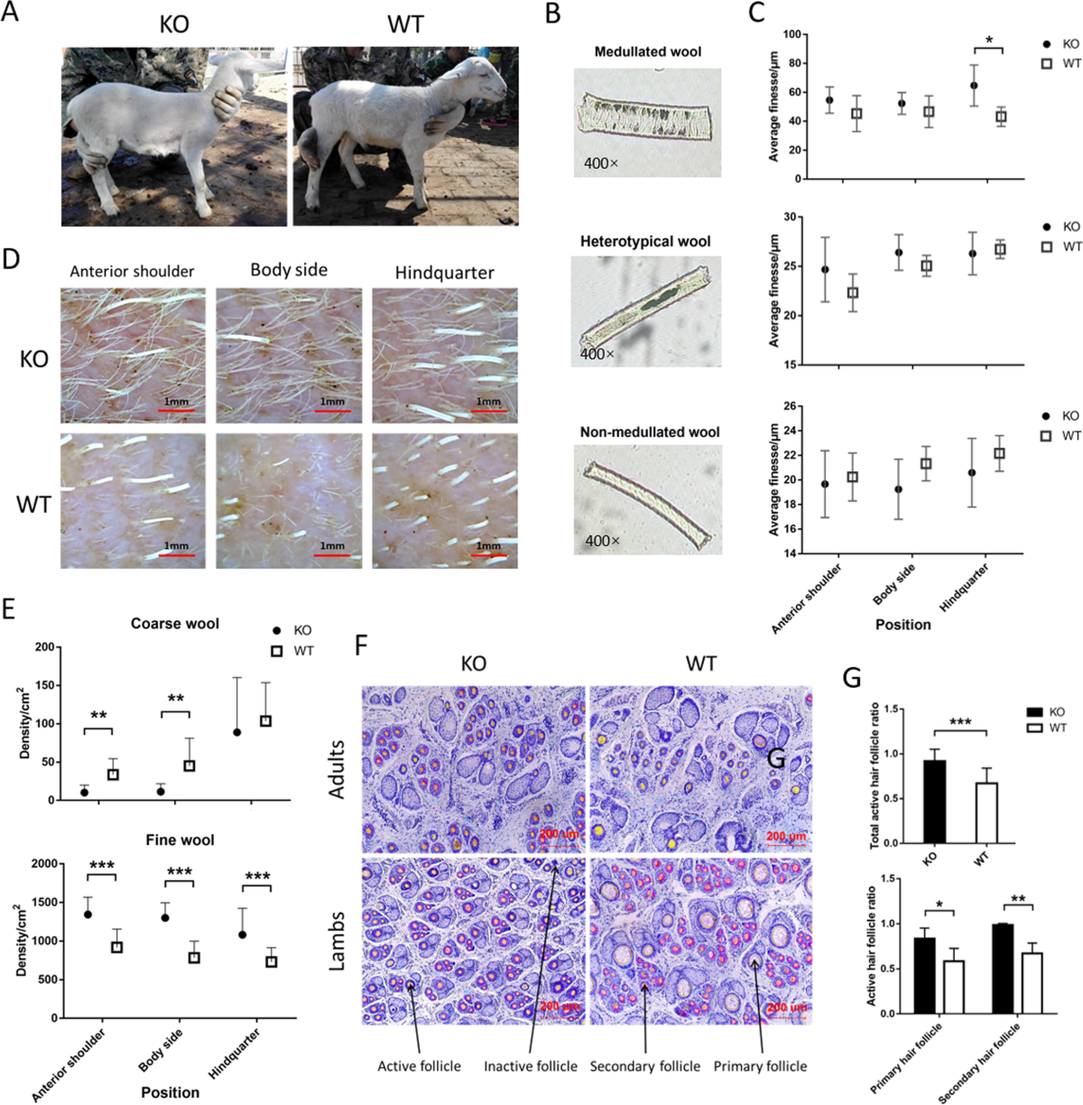 does glutathione break a fast Effect of 8 days of water-only fasting and exercise on liver, kidney and  pancreas functions in middle-aged men