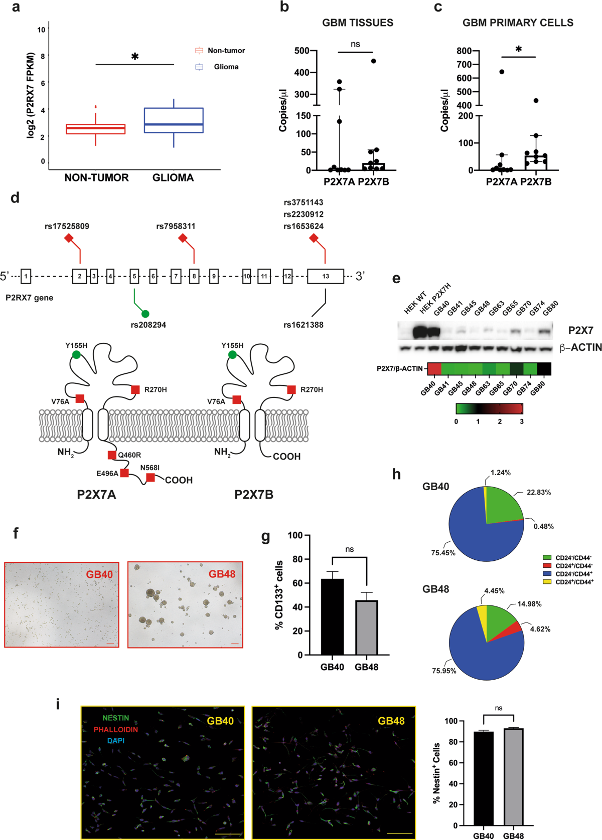 irradiation-causes-senescence-atp-release-and-p2x7-receptor-isoform-switch-in-glioblastoma-cell-death-disease