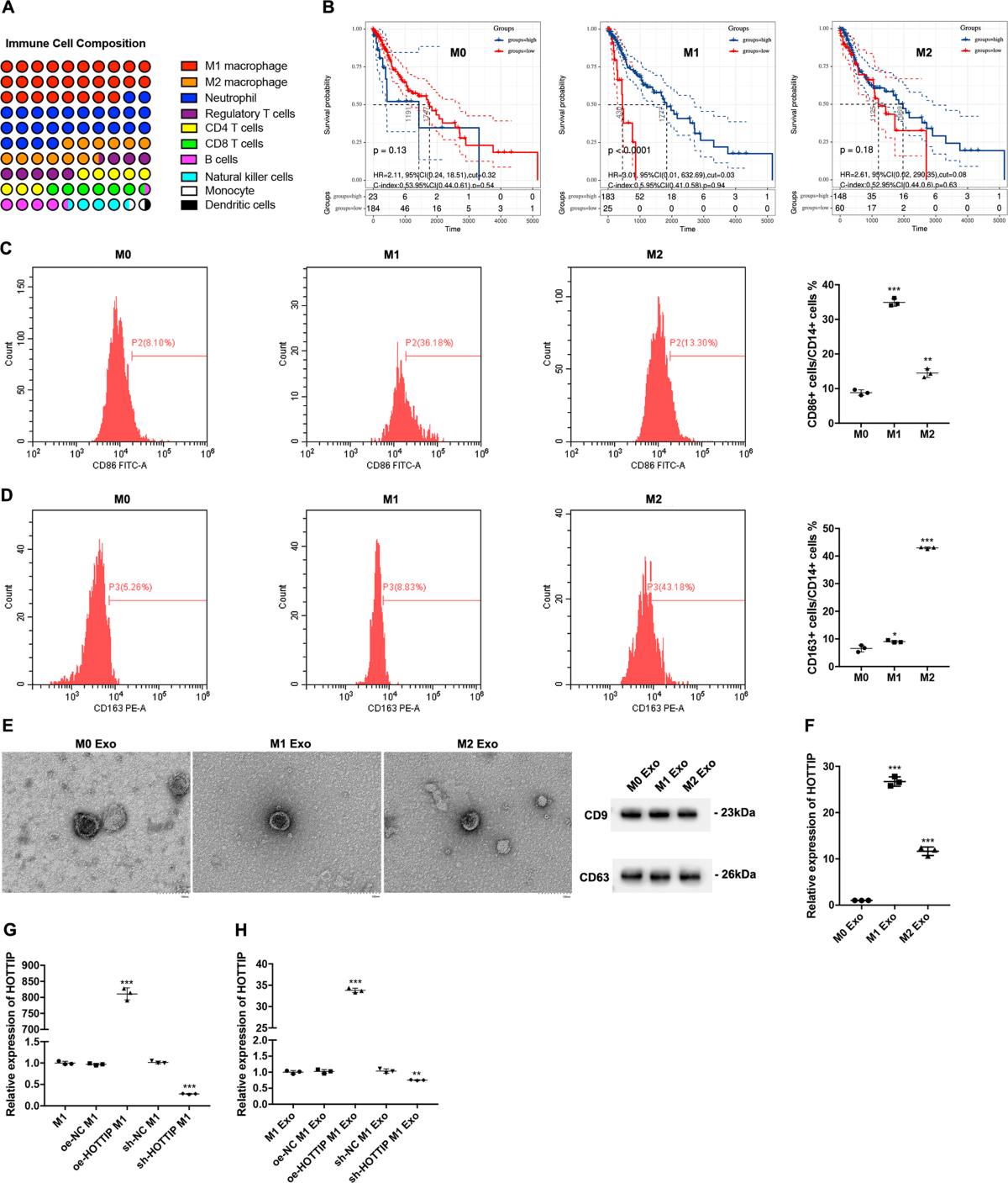 M1 macrophage-derived exosomes and their key molecule lncRNA HOTTIP  suppress head and neck squamous cell carcinoma progression by upregulating  the TLR5/NF-κB pathway | Cell Death & Disease