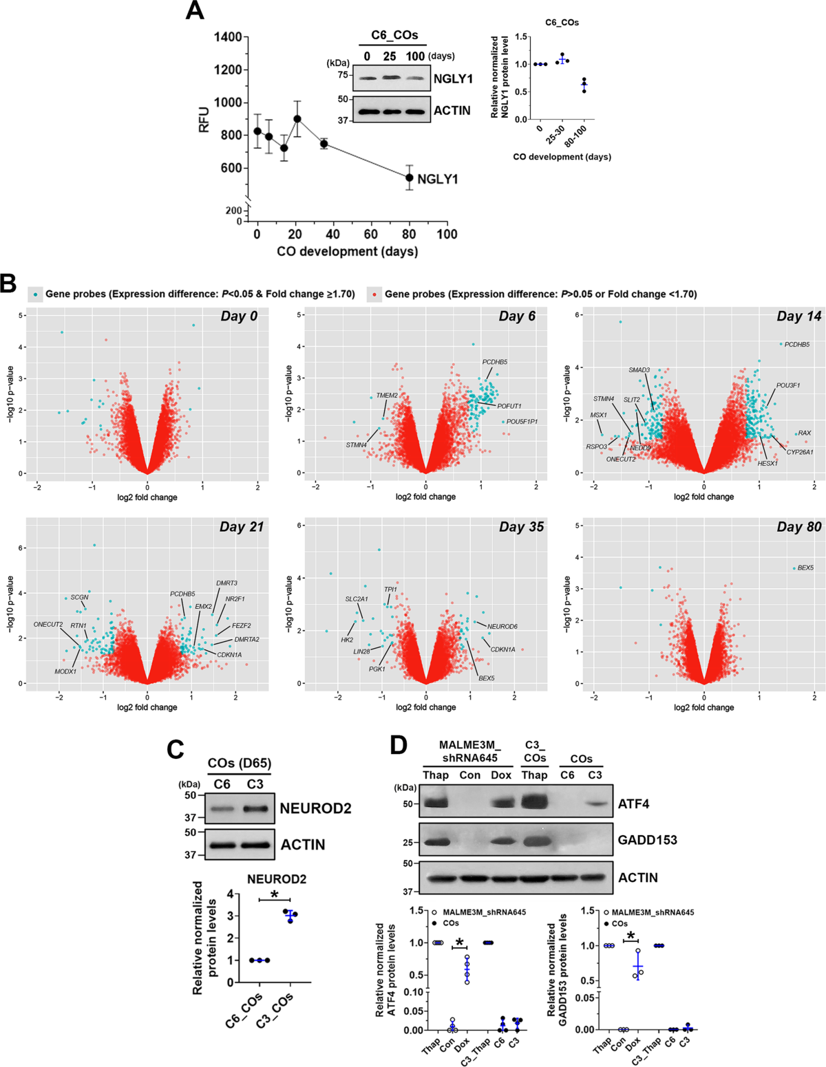 deficiency-of-n-glycanase-1-perturbs-neurogenesis-and-cerebral-development-modeled-by-human-organoids-cell-death-disease