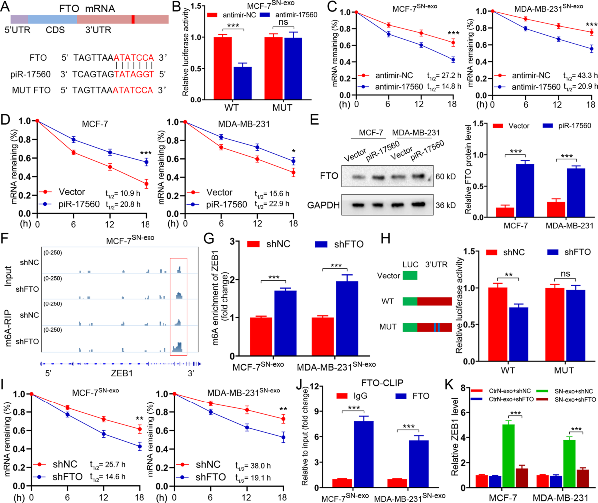 Senescent neutrophils-derived exosomal piRNA-17560 promotes chemoresistance  and EMT of breast cancer via FTO-mediated m6A demethylation | Cell Death &  Disease