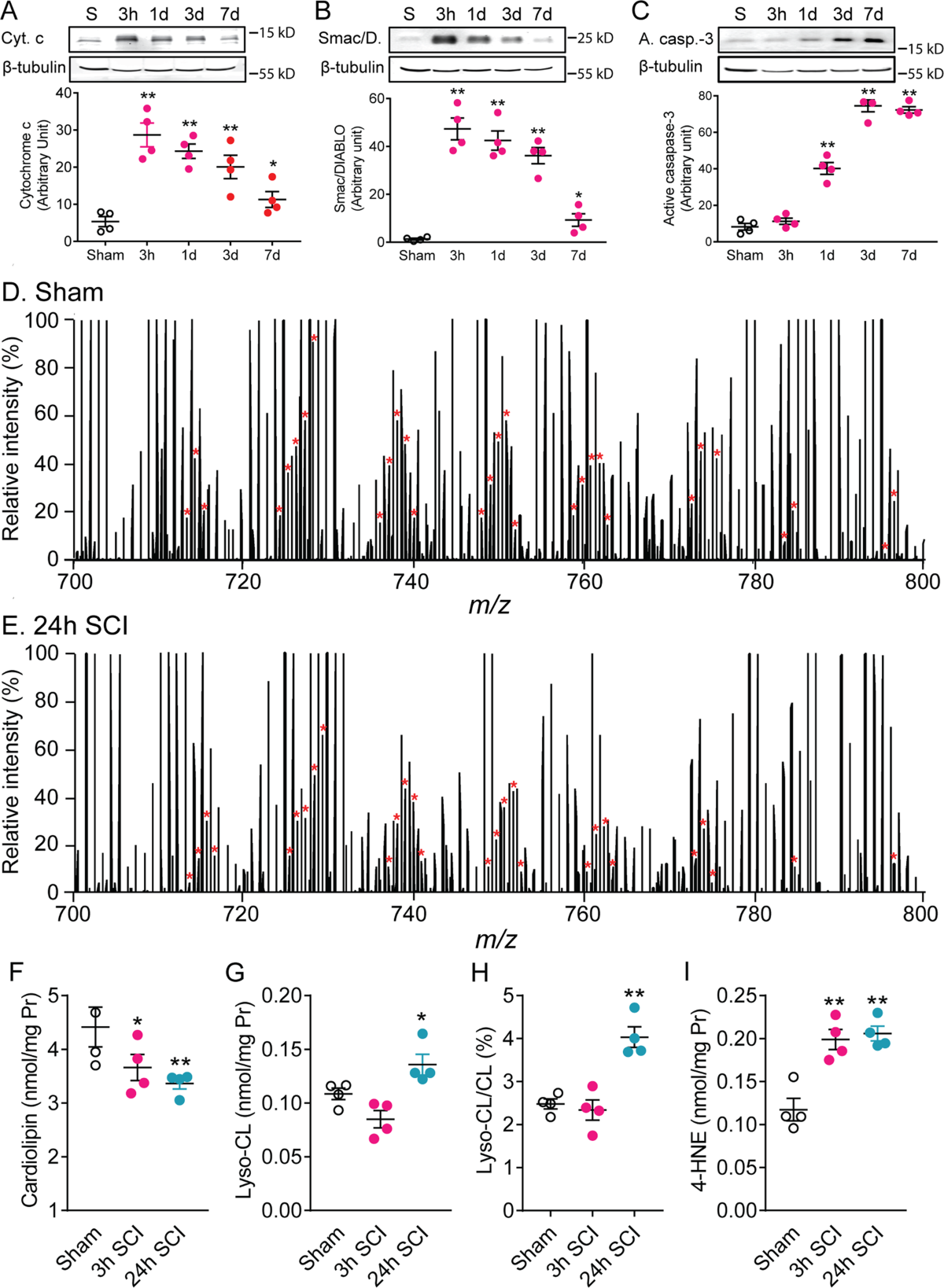 Restoring mitochondrial cardiolipin homeostasis reduces cell death and  promotes recovery after spinal cord injury | Cell Death & Disease