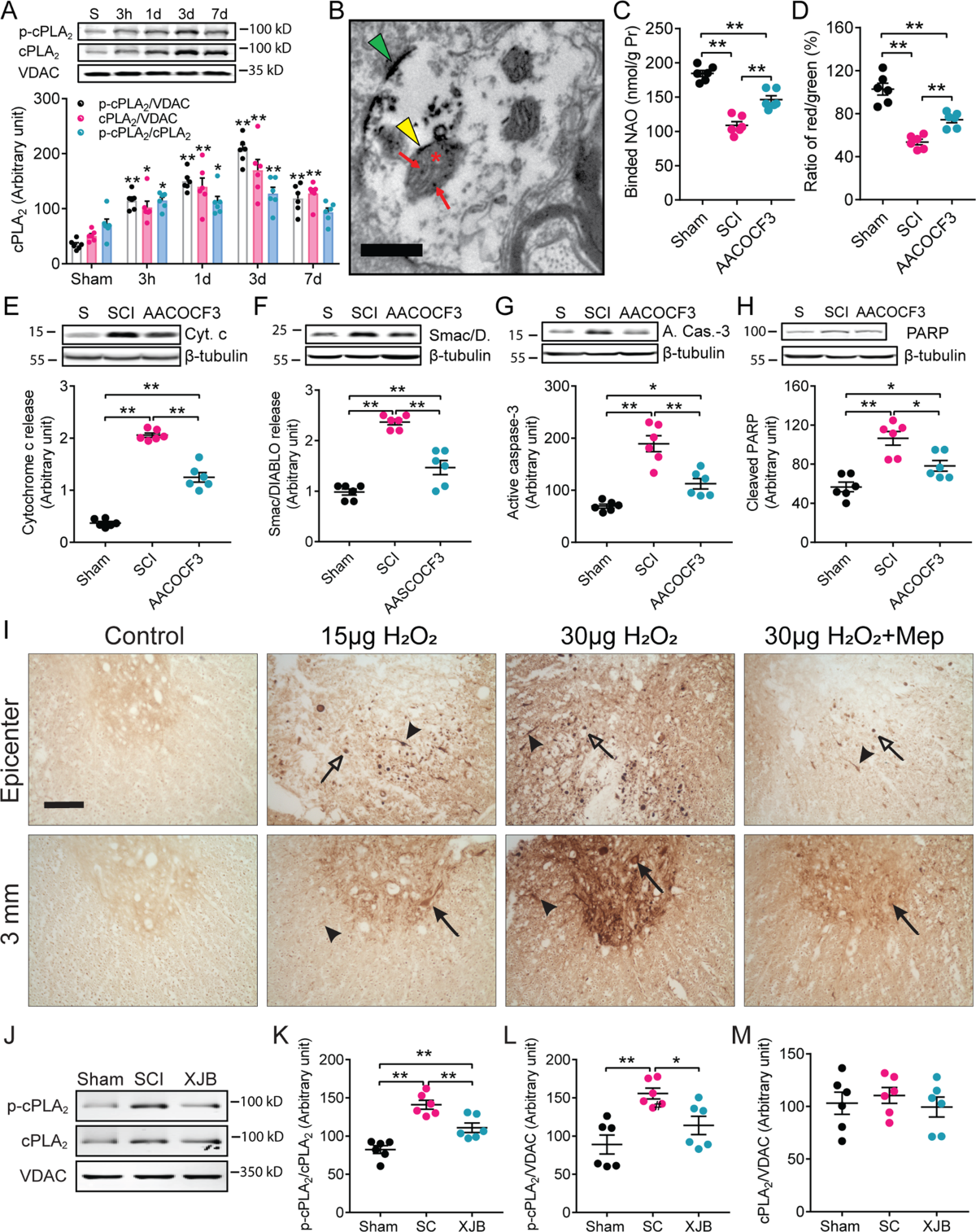 Restoring mitochondrial cardiolipin homeostasis reduces cell death and  promotes recovery after spinal cord injury | Cell Death & Disease