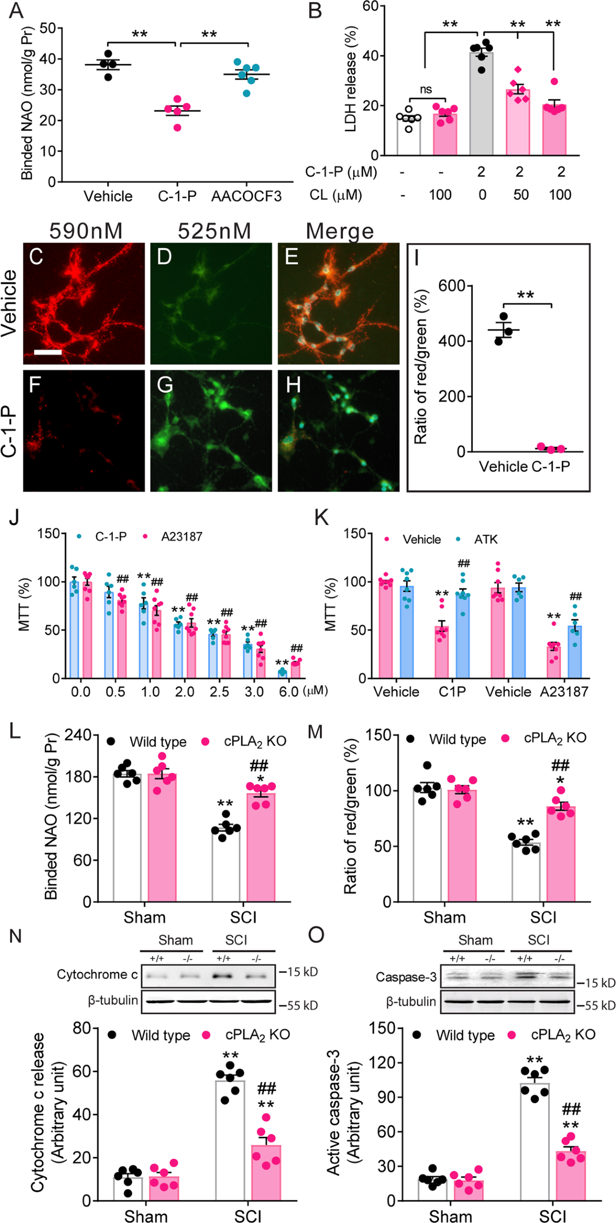 Restoring mitochondrial cardiolipin homeostasis reduces cell death and  promotes recovery after spinal cord injury | Cell Death & Disease