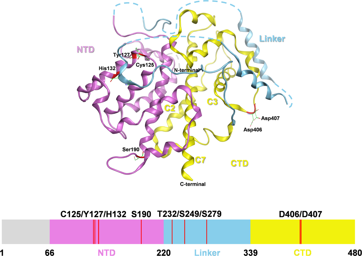 Sestrin2: multifaceted functions, molecular basis, and its implications in  liver diseases | Cell Death & Disease