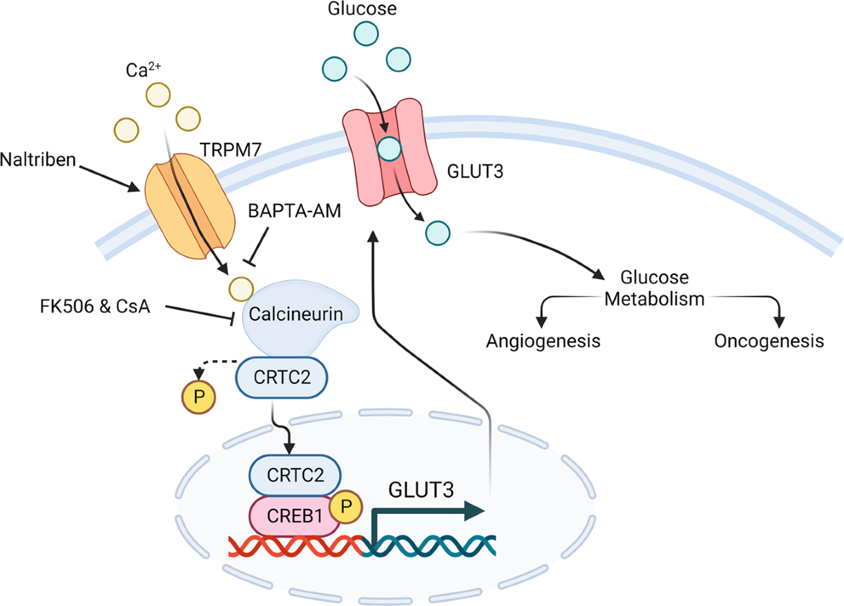 Picture of TRPM7