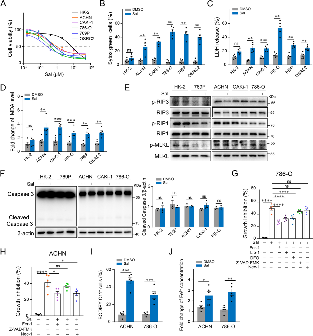 PDIA4 confers resistance to ferroptosis via induction of ATF4/SLC7A11 in  renal cell carcinoma | Cell Death & Disease