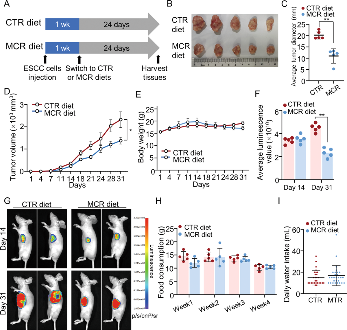 SLC43A2 and NFκB signaling pathway regulate methionine&frasl;cystine