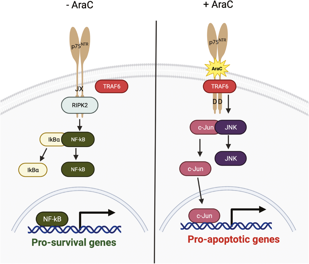 AraC interacts with p75NTR transmembrane domain to induce cell death of  mature neurons | Cell Death & Disease