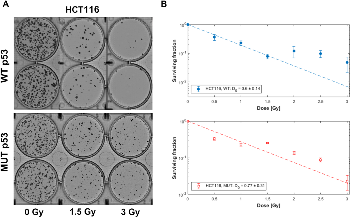 LS модельки голые 3 APR-246 as a radiosensitization strategy for mutant p53 cancers treated  with alpha-particles-based radiotherapy | Cell Death & Disease