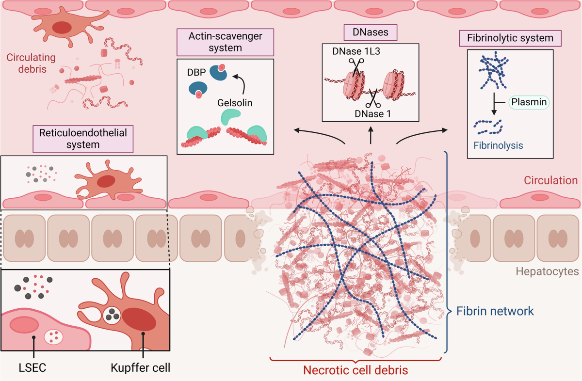 Biomedical laboratory environment for studying cellular stress, inflammatory signaling and molecular immunology