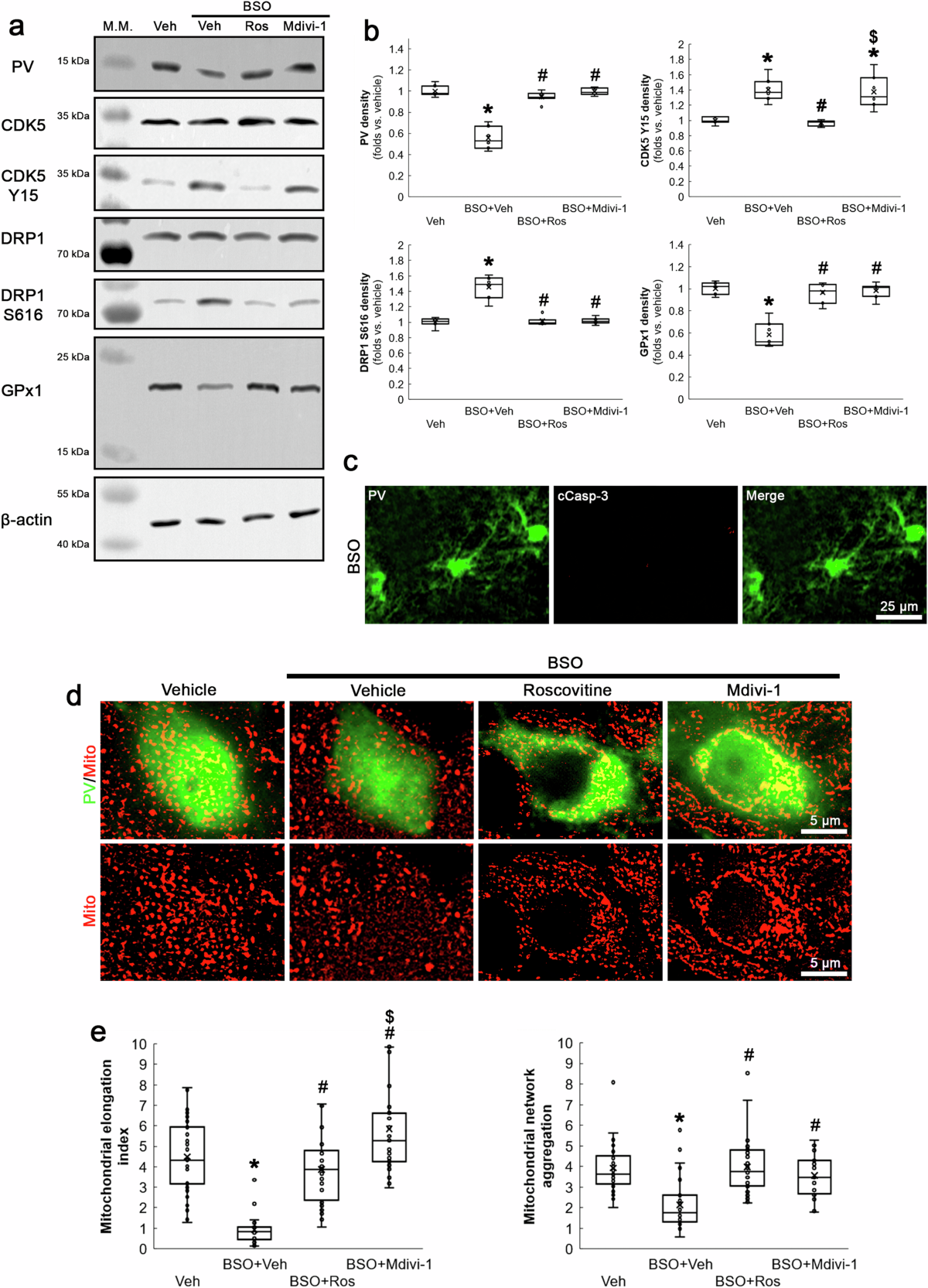 Reciprocal regulation of oxidative stress and mitochondrial fission augments parvalbumin downregulation through CDK5-DRP1- and GPx1-NF-κB signaling pathways | Cell Death & Disease reciprocal-regulation-of-oxidative-stress-and-mitochondrial-fission-augments-parvalbumin-downregulation-through-cdk5-drp1-and-gpx1-nf-b-signaling-pathways-cell-death-disease