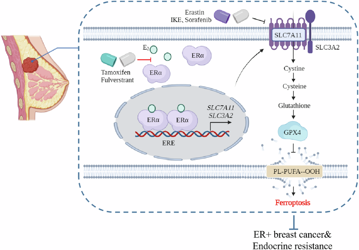 estrogen and glutathione Targeting estrogen-regulated system xc− promotes ferroptosis and endocrine  sensitivity of ER+ breast cancer