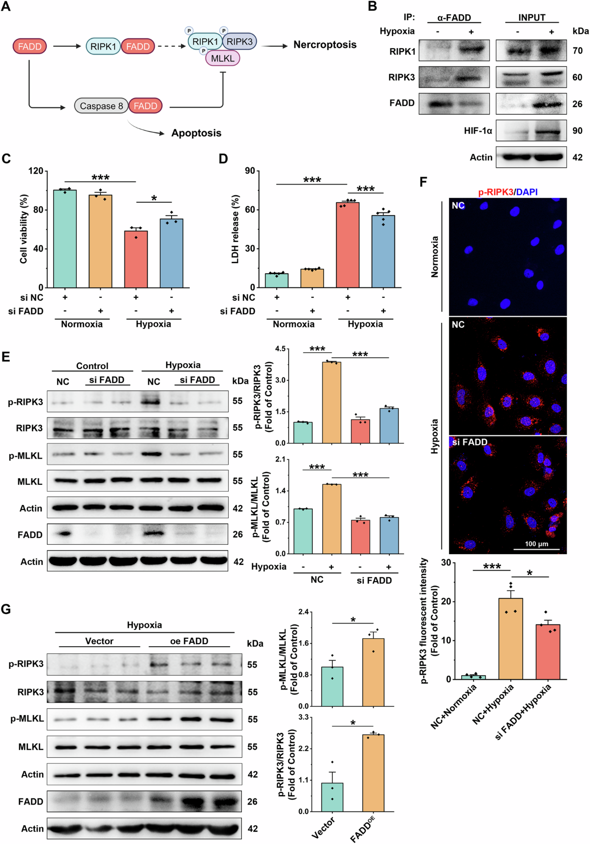 Hypoxia-mediated SUMOylation of FADD exacerbates endothelial cell injury  via the RIPK1-RIPK3-MLKL signaling axis | Cell Death & Disease