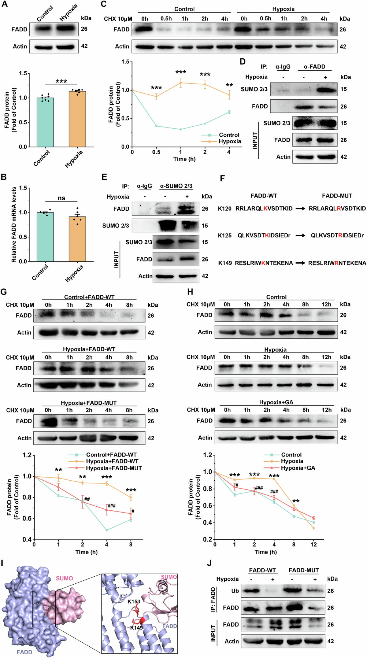 Hypoxia-mediated SUMOylation of FADD exacerbates endothelial cell injury  via the RIPK1-RIPK3-MLKL signaling axis | Cell Death & Disease