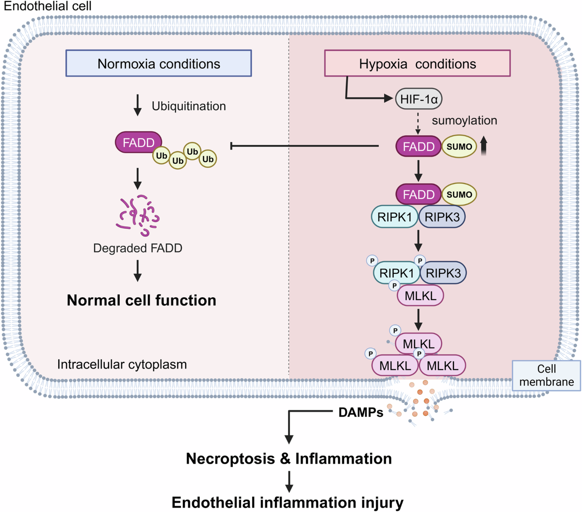 Hypoxia-mediated SUMOylation of FADD exacerbates endothelial cell injury  via the RIPK1-RIPK3-MLKL signaling axis | Cell Death & Disease