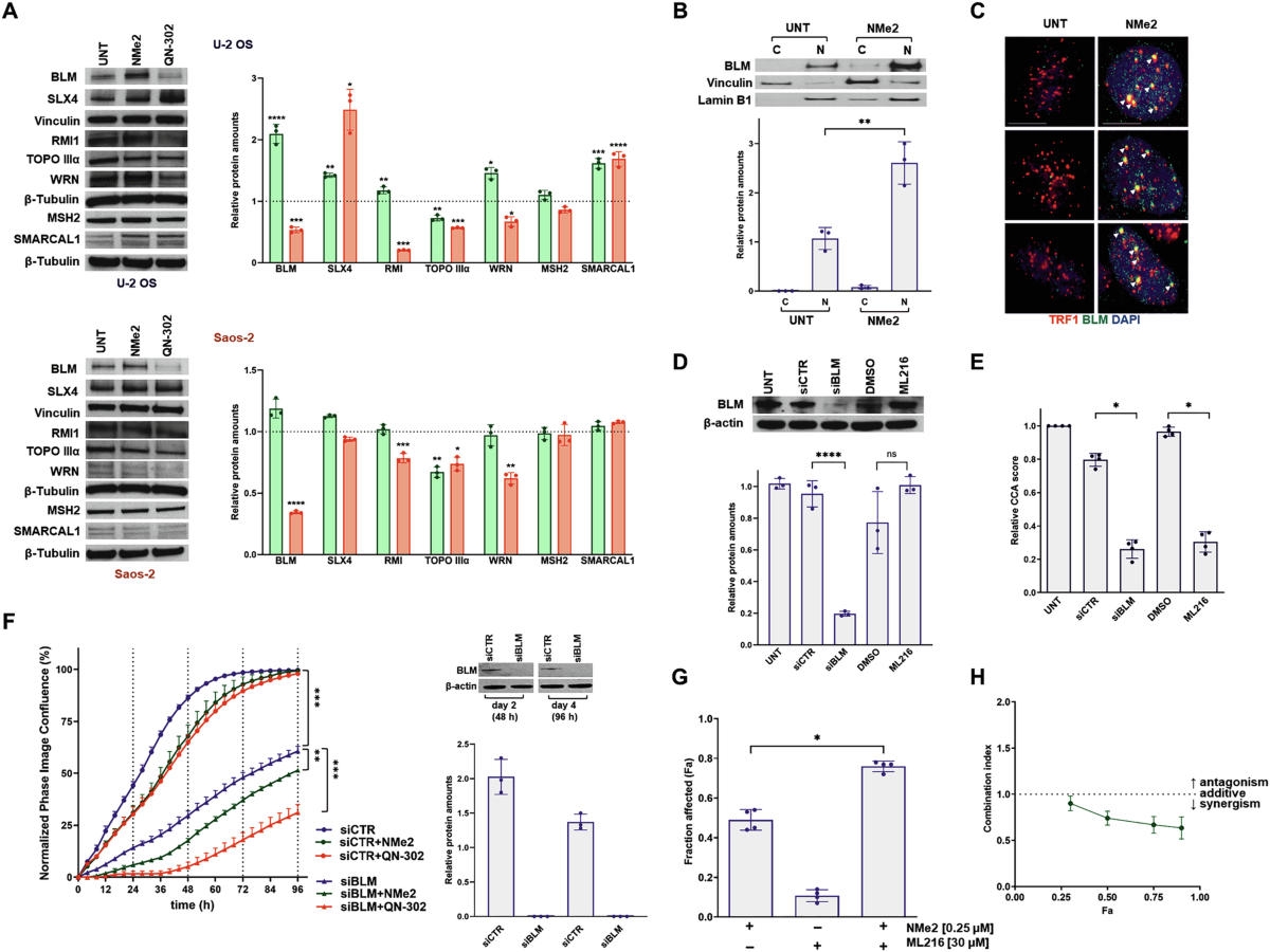 Cellular adaptations impact the biological activity of naphthalene diimide  G-quadruplex ligands in ALT-positive osteosarcoma cells | Cell Death &  Disease