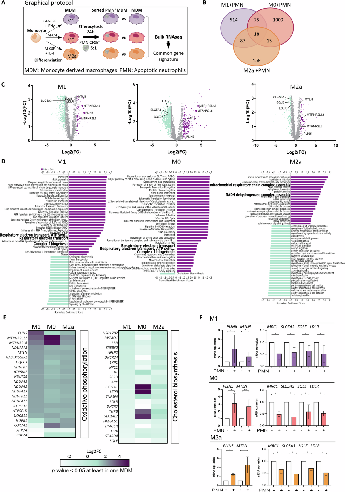 HUMANIN produced by human efferocytic macrophages promotes the resolution  of inflammation | Cell Death & Disease