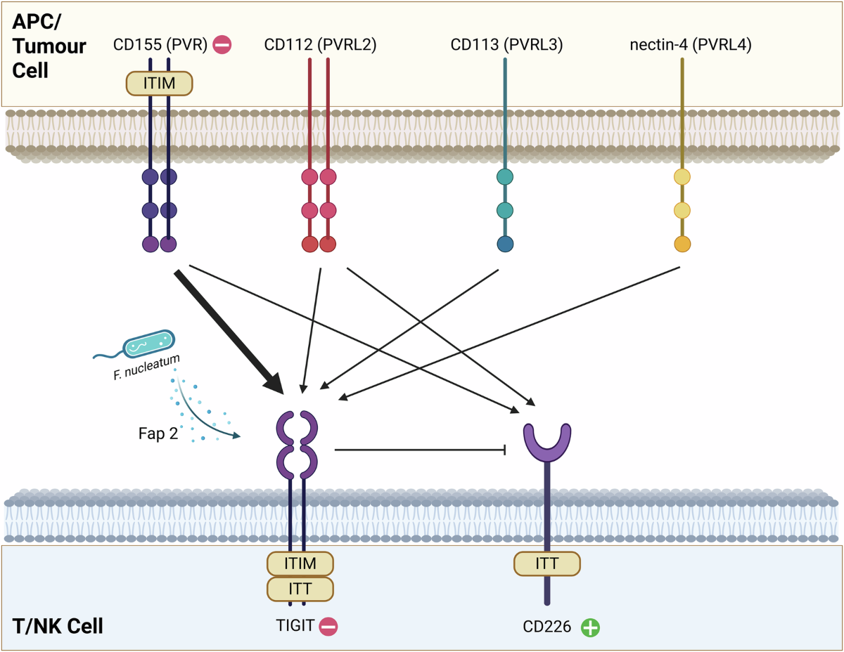 TIGIT in cancer: from mechanism of action to promising immunotherapeutic  strategies | Cell Death & Disease