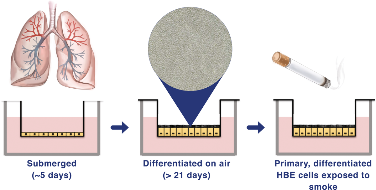 cigarette smoke reduced atp lung epithelial cells Cigarette smoke activates the parthanatos pathway of cell death in human bronchial  epithelial cells