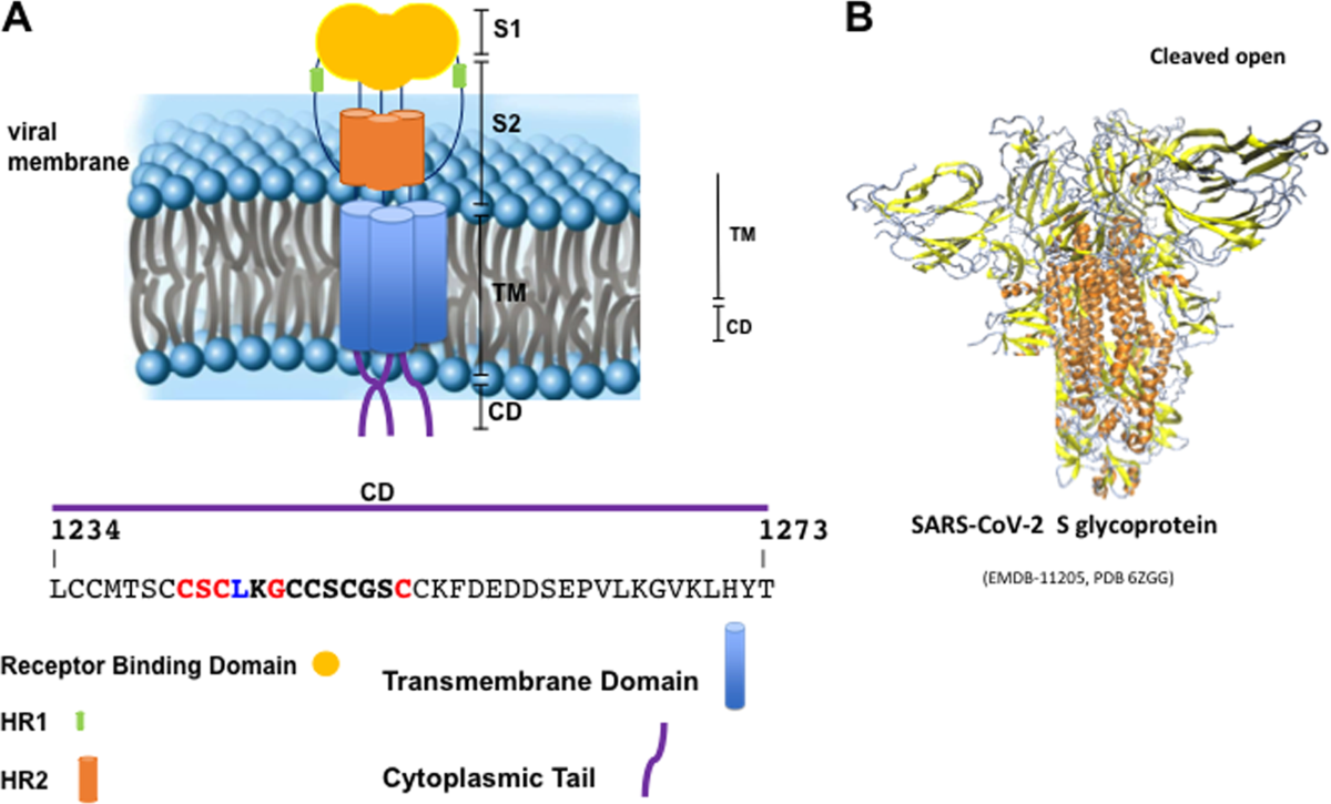 New Consensus pattern in Spike CoV-2: potential implications in 