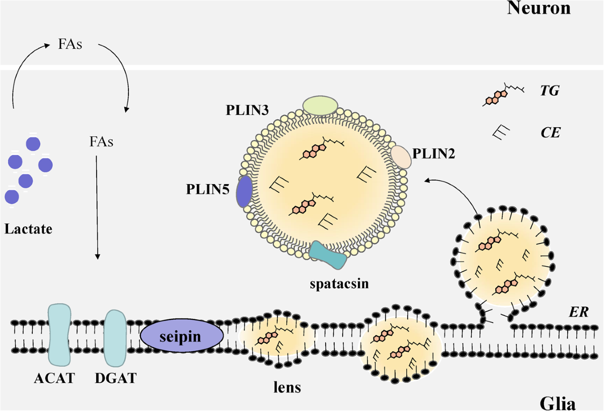 c elegans lipid droplet structure Lipidomic and proteomic analysis of Caenorhabditis droplets and identification of ACS-4 as a lipid droplet-associated protein Chemical structure of the identified