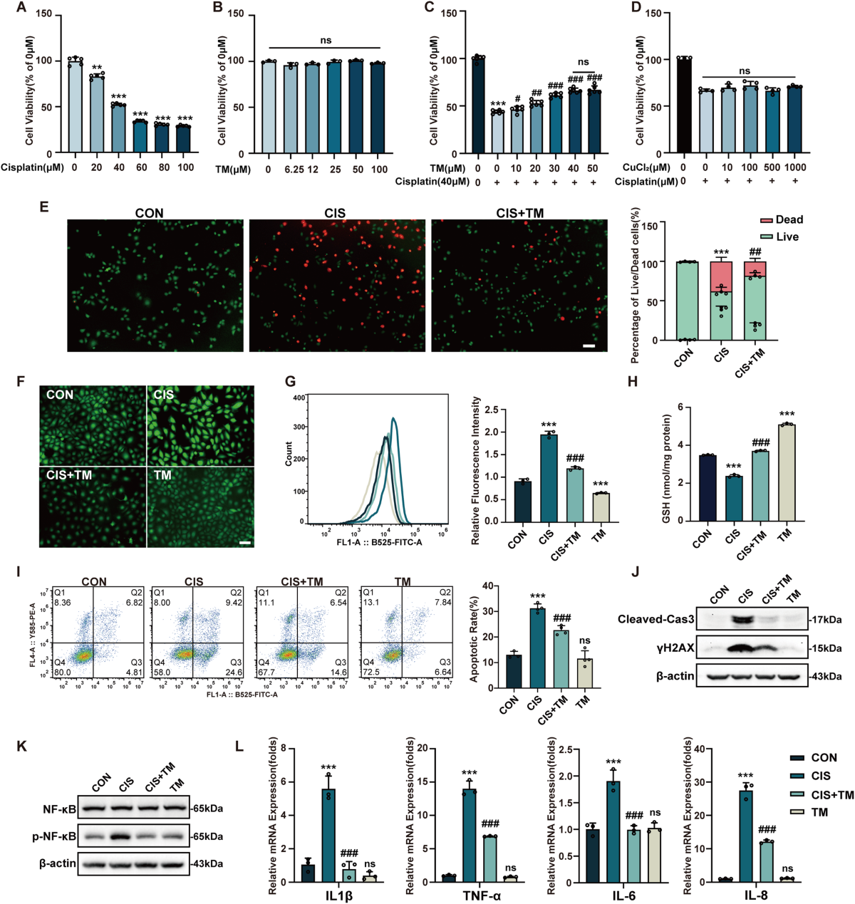 Ammonium tetrathiomolybdate relieves oxidative stress in cisplatin-induced acute kidney injury via NRF2 signaling pathway | Cell Death Discovery Ammonium tetrathiomolybdate relieves oxidative stress in cisplatin-induced acute kidney injury via NRF2 signaling pathway | Cell Death Discovery